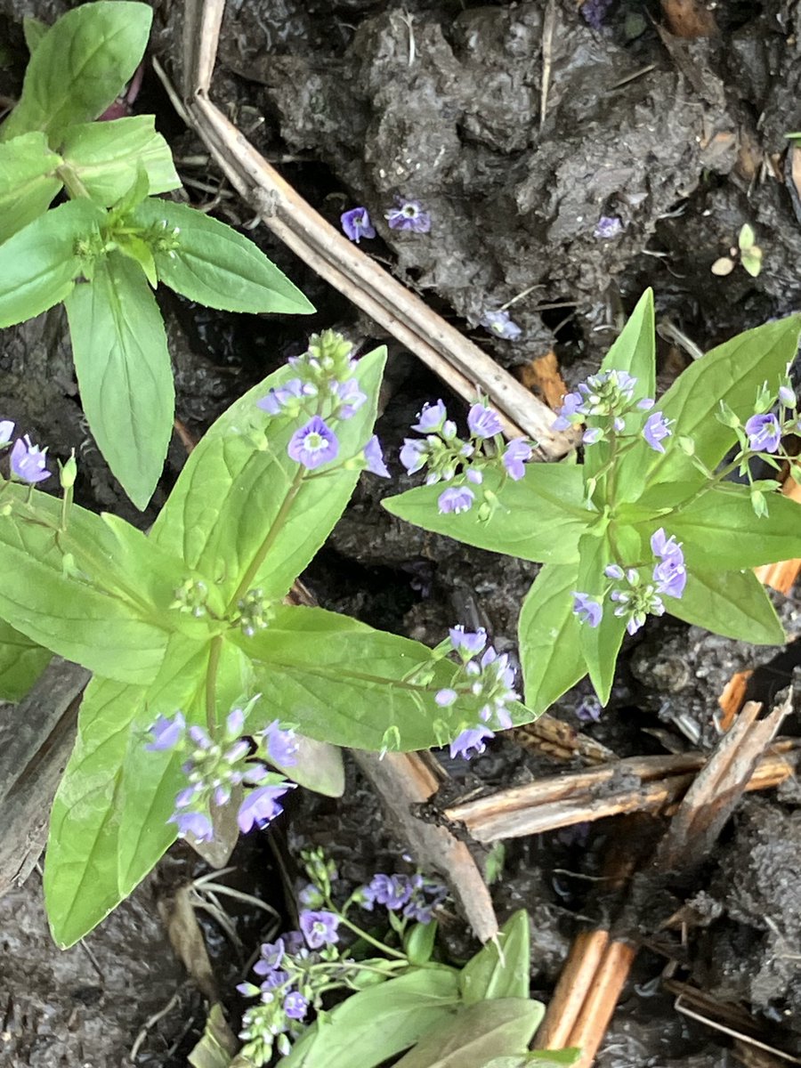 寒い曇り空
泥の中に可愛い小さな花を見つけた
