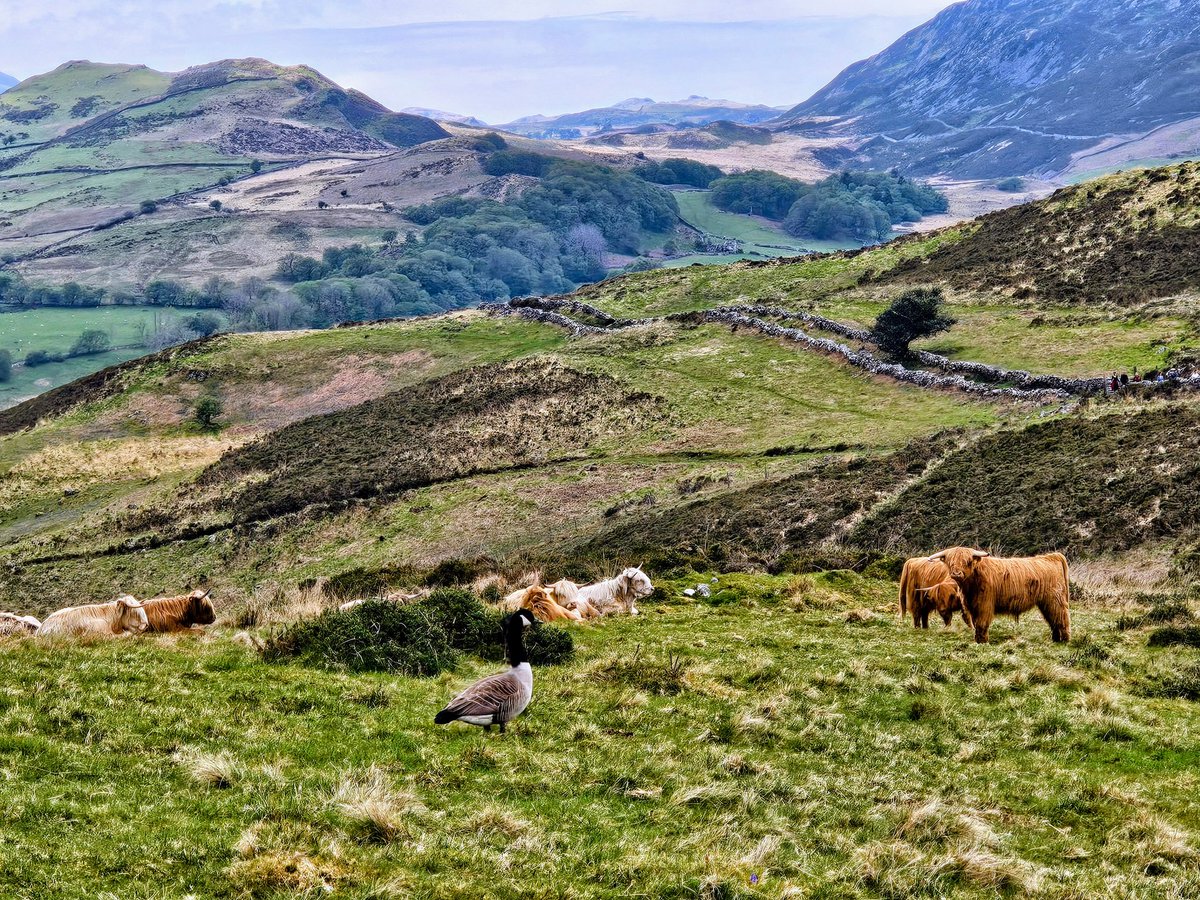 HikingManchest1's tweet image. A lovely day's walking in the Cadair Idris hills
#Cymru #Wales 💚 🏴󠁧󠁢󠁷󠁬󠁳󠁿💙 #bankholidayweekend