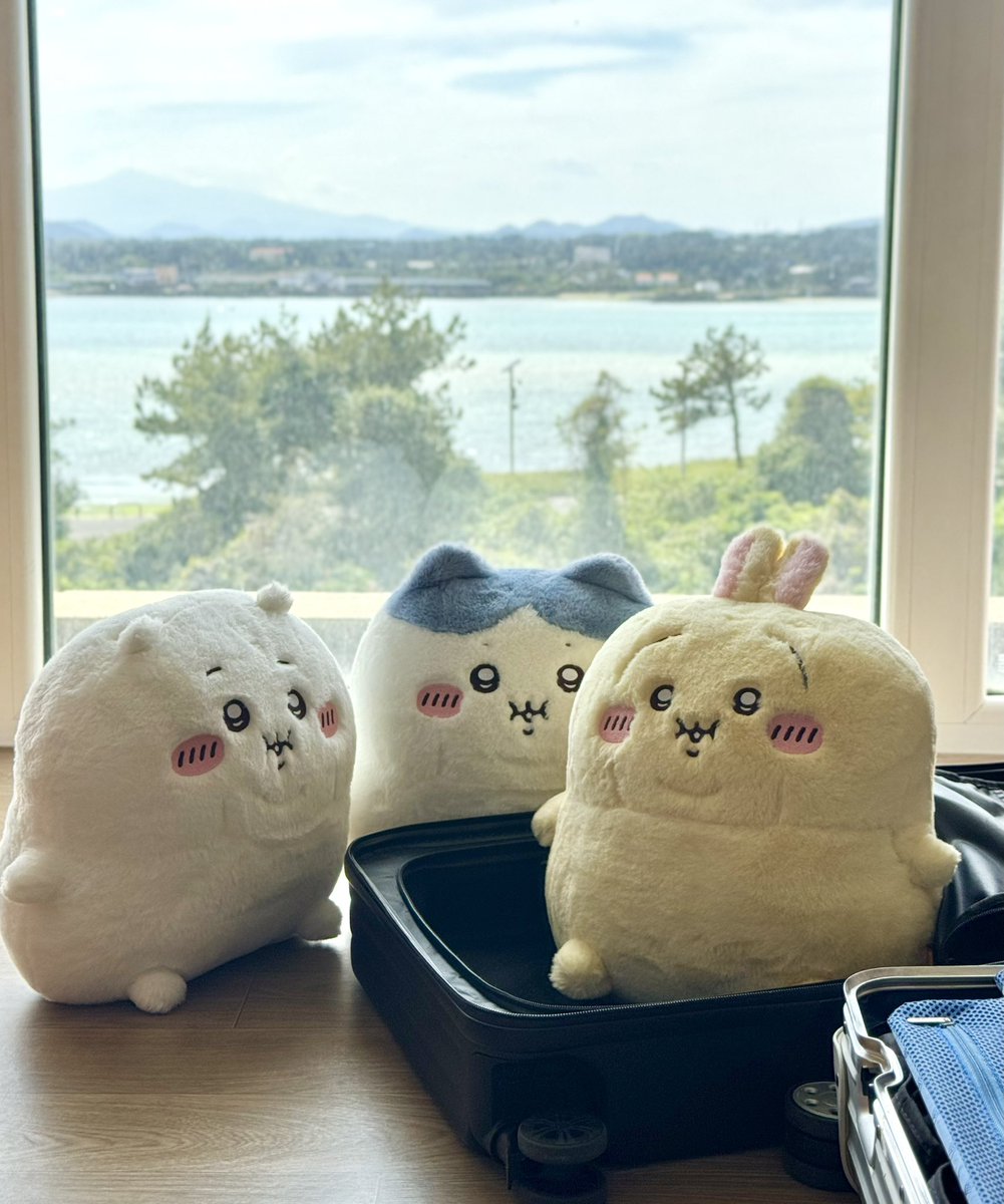 멜론곰 tweet media