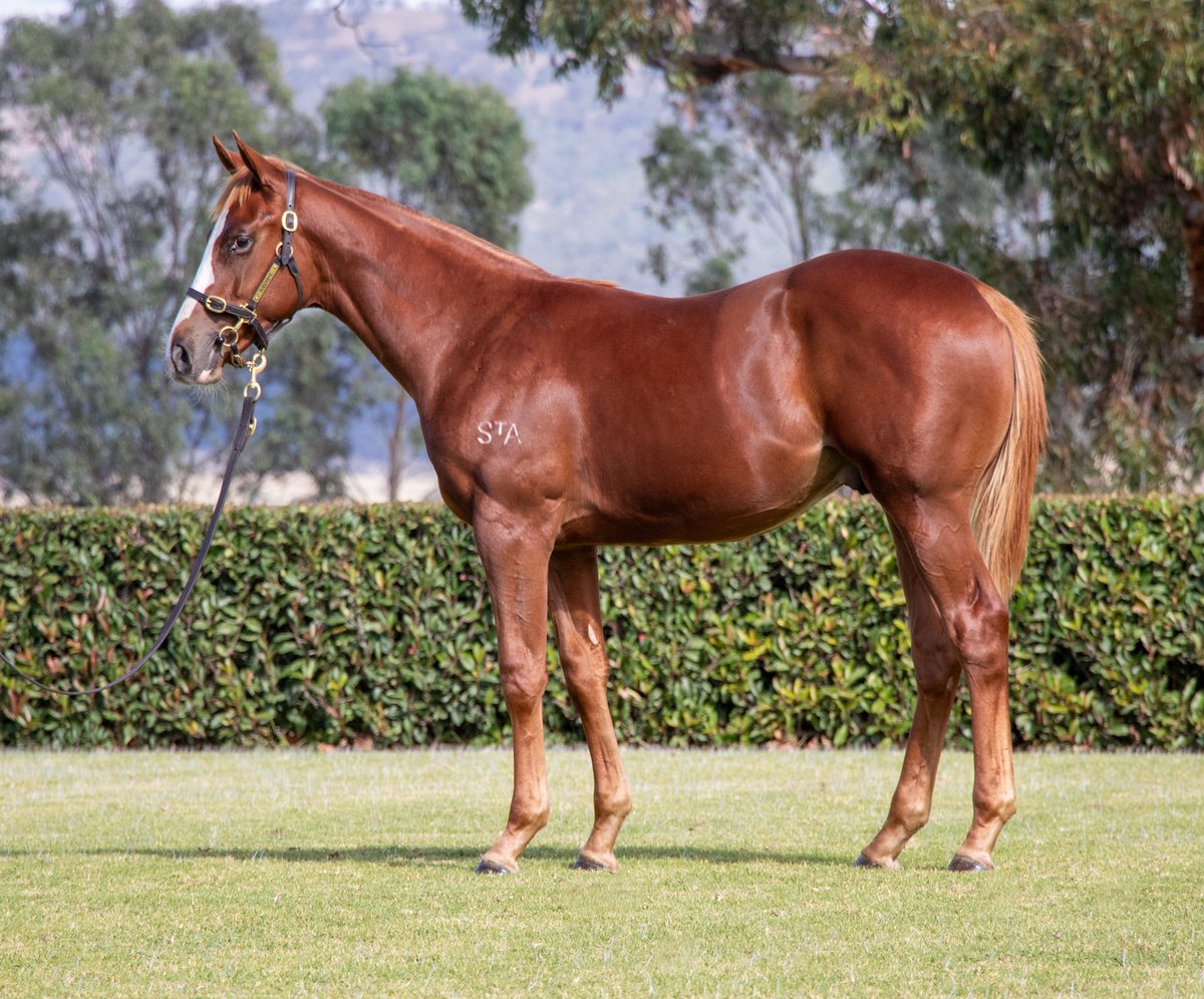 Sledmere Stud tweet media