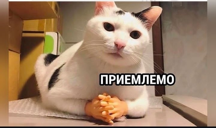 carpe diem blяtь🤌 (@inessi77) on Twitter photo 