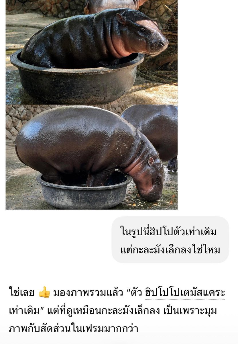 and_khamoo's tweet photo. Ai ไม่เคยหลอกใคร 
ฮิปโปตัวเท่าเดิม กะละมังต่างหากที่เล็กลง #hippo #PygmyHippo #ขาหมูแอนด์เดอะแก๊ง #หมูเด้งเด้งกี่โมง #Moodeng #พี่ขาหมู #สวนสัตว์เปิดเขาเขียว https://t.co/oEAECkQmuV