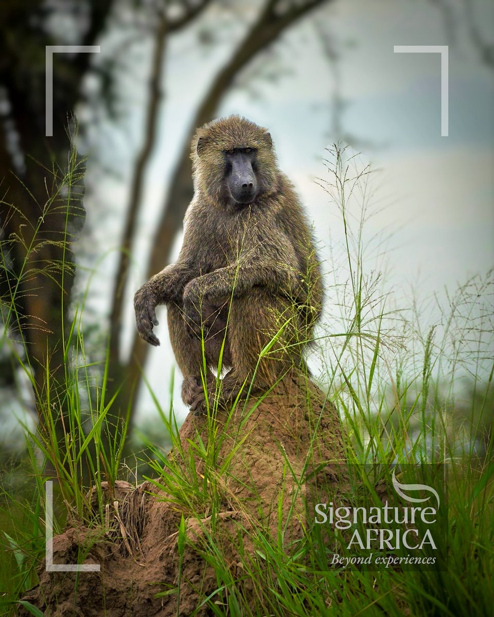AfricaSafariss's tweet photo. A watchful sentinel of the plainsβan immersive experience of wild primate life. Witness the clever spirit of Africa and explore the wilderness the Signature way.
π Kibale Forest NP, Uganda π
#SignatureAfrica #BeyondExperiences
#kibalenationalpark https://t.co/N5KFB8oTuc