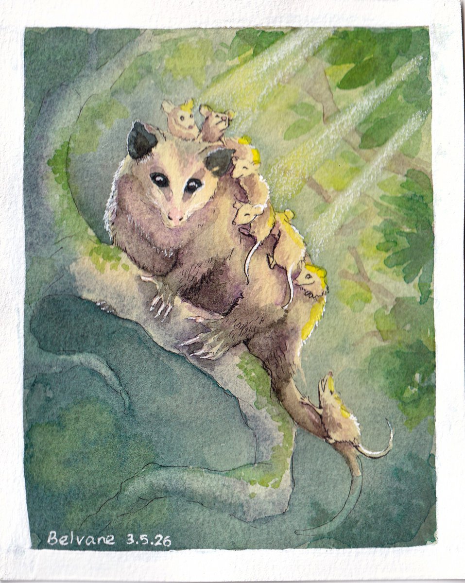 Belvane's tweet photo. Requested art n.03, in which I learnt that AI still sucks for reference. Type "before:2022" to get real photos!

Also learnt that opossums are both cute and terrifying

#watercolor #traditional_art https://t.co/OHRu7D9Buf