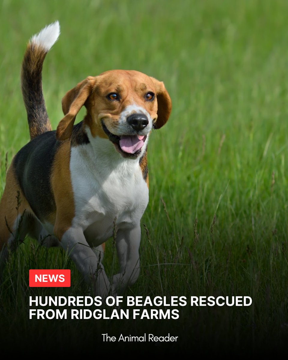 The Animal Reader News tweet media