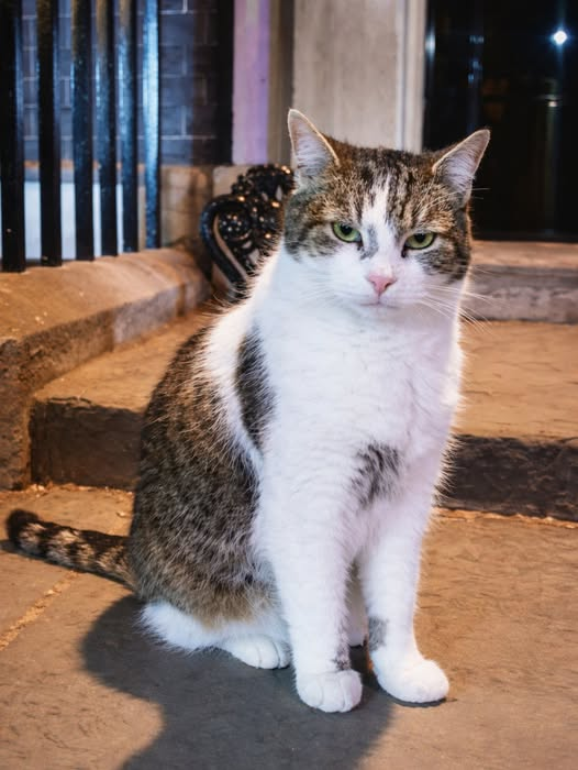 ElizabethRadcl5's tweet photo. May the 4th be with you Larry the Cat xxx #number10cat #kittytwitter https://t.co/xF0u0iPY6u