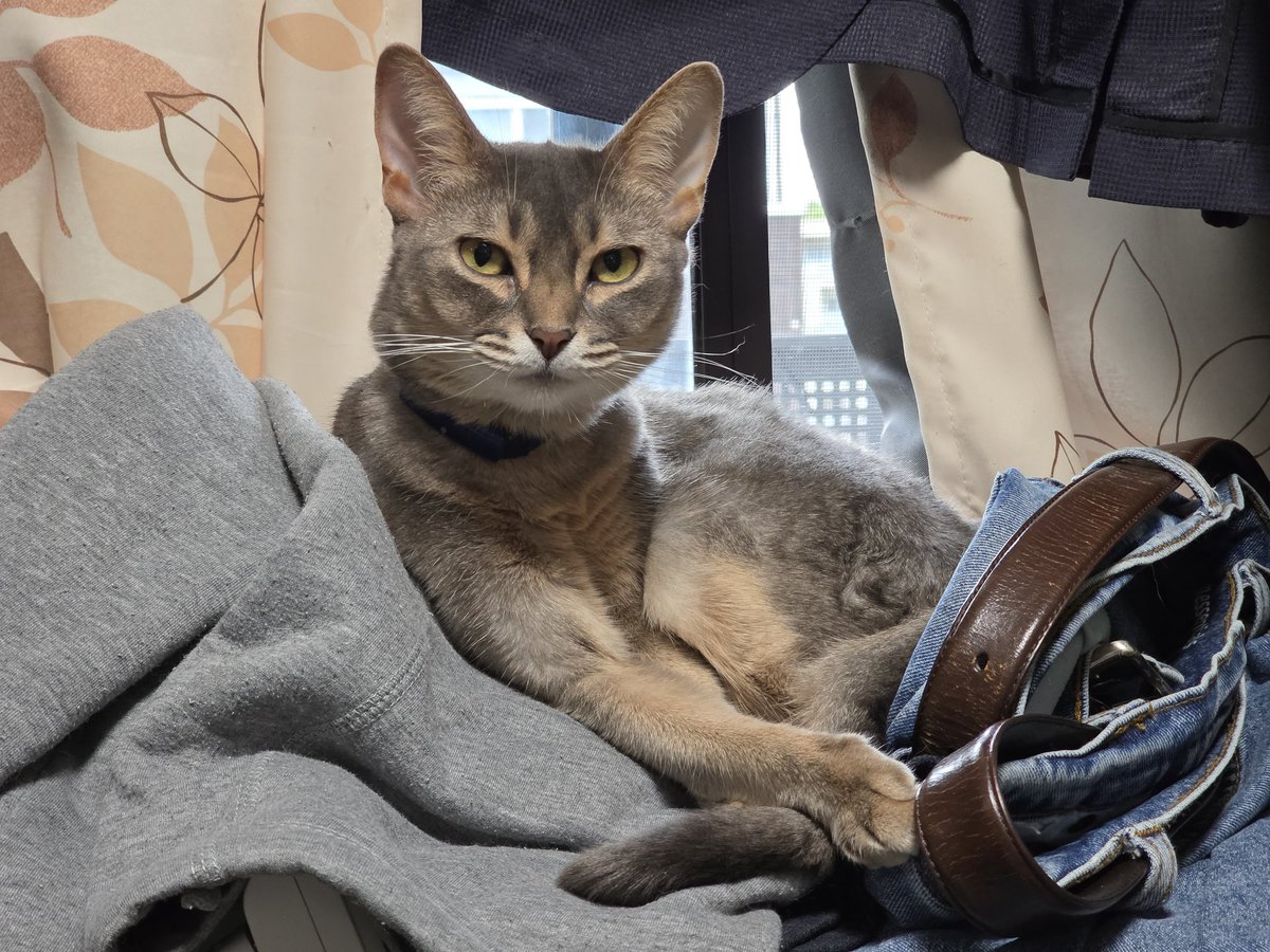 えむねふぉ🐱😺😼🙀 tweet media