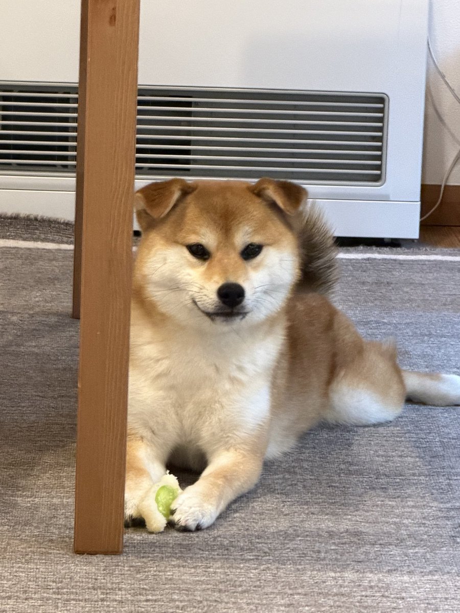 のっく(のくヲ) tweet media
