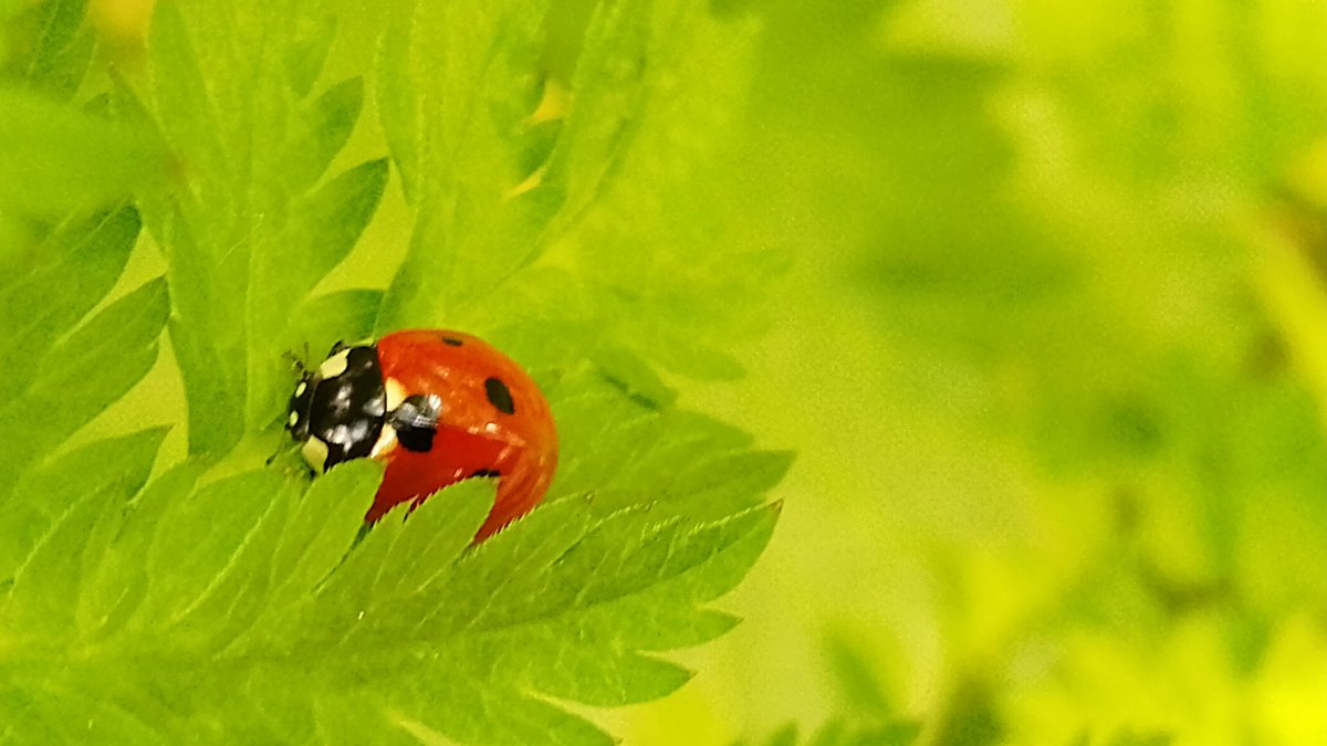 s4r4h_l's tweet photo. #MacroMonday with a pretty 7 spot #ladybird curled up on a fern this weekend. @MacroHour #minibeasts https://t.co/XGaTQI1Jqf
