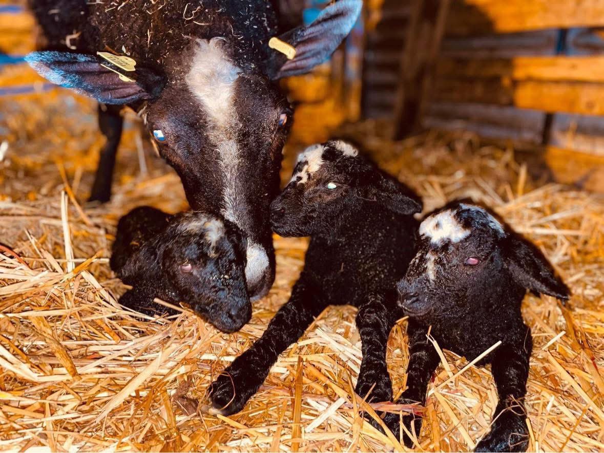 FarmingUK tweet media