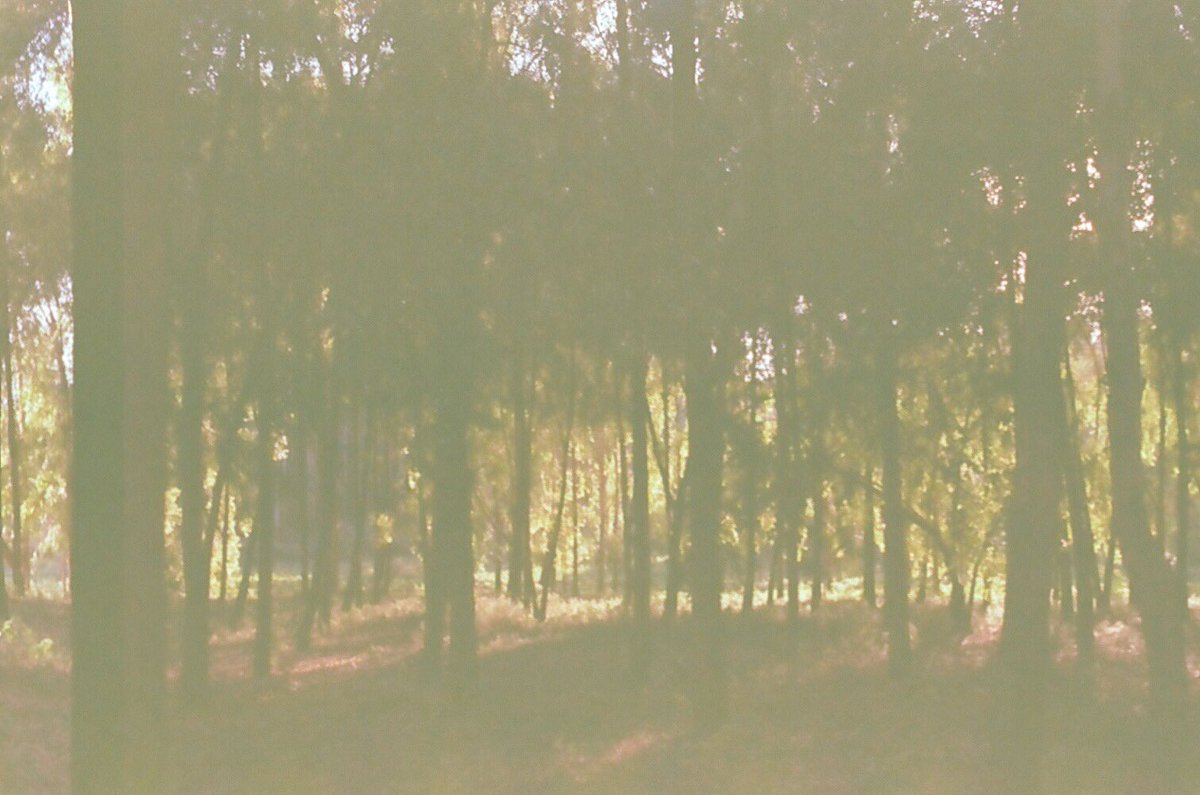 ledrew_'s tweet image. Light peaking from the west🌲 
Kiambu,2023.

Pentax Lx on Expired Kodak 200.

#expiredfilm #35mm #filmsnotdead #kodak200 #expiredfilmclub