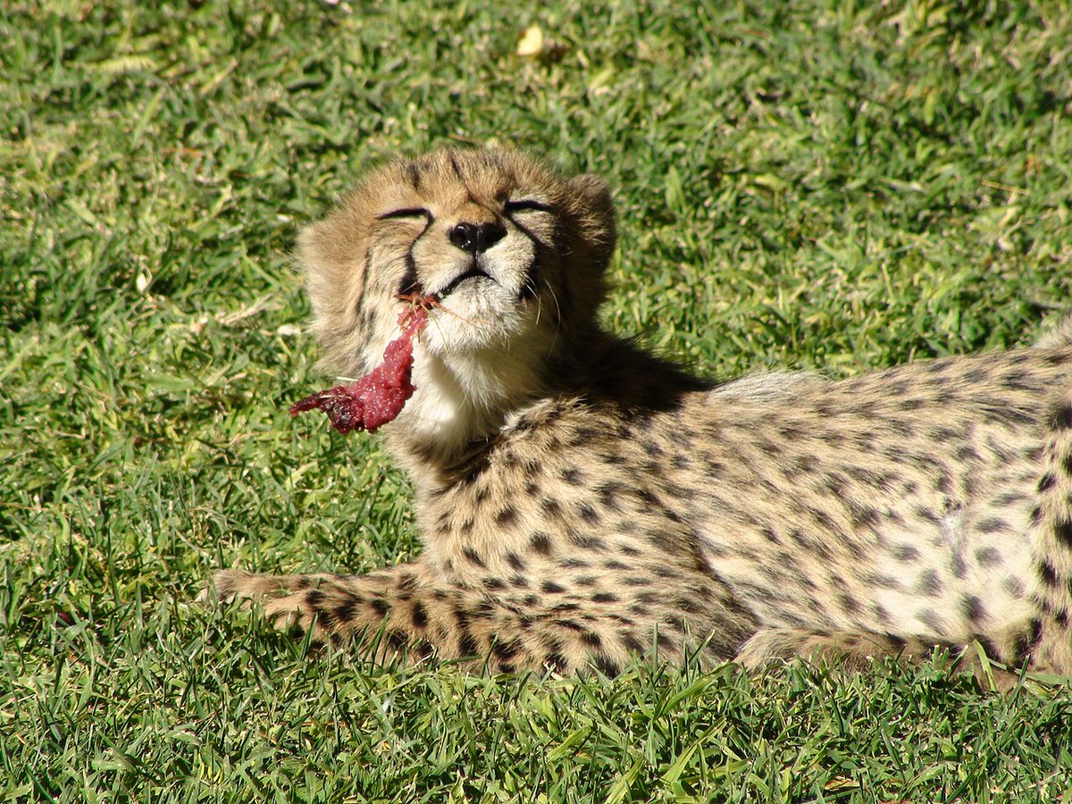 Cheetah tweet media