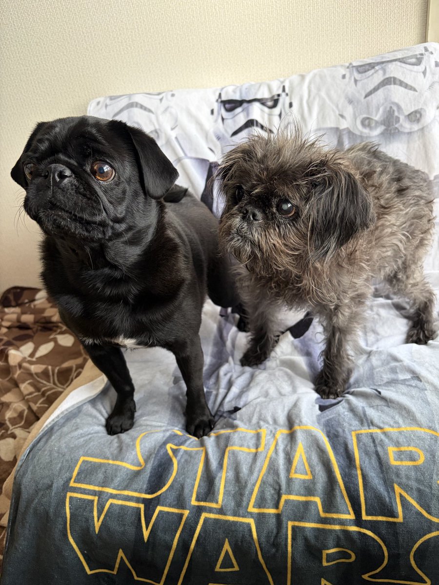 41st_trooper's tweet photo. ちゅ〜い &amp; ばぶ
#スターウォーズ
#スターウォーズの日
#フォースと共にあらんことを 
#maytheforcebewithyou.
#maythe4thbewithyou. https://t.co/kVL3RV1oKV