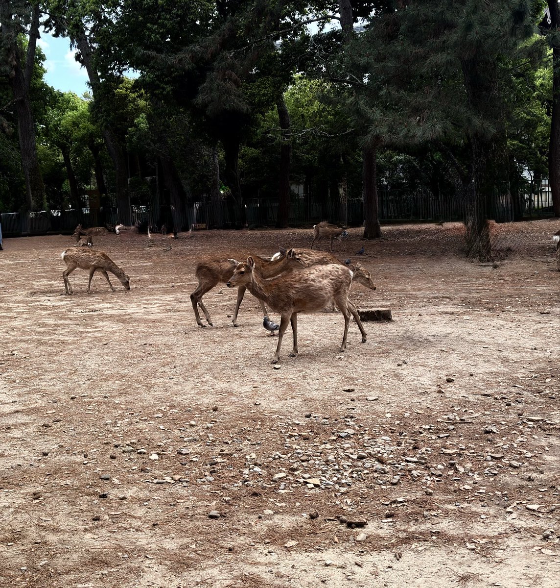 flor_enthus's tweet image. #Nara 🦌🦌

Spotted only a handful of “#Arigato” deer; most were trying to snatch food from tourists 😄