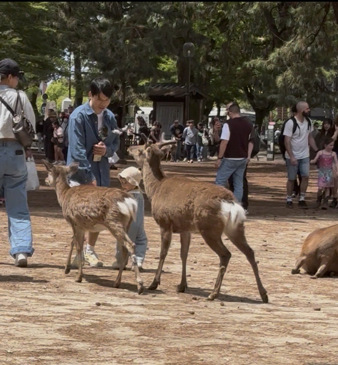 flor_enthus's tweet image. #Nara 🦌🦌

Spotted only a handful of “#Arigato” deer; most were trying to snatch food from tourists 😄