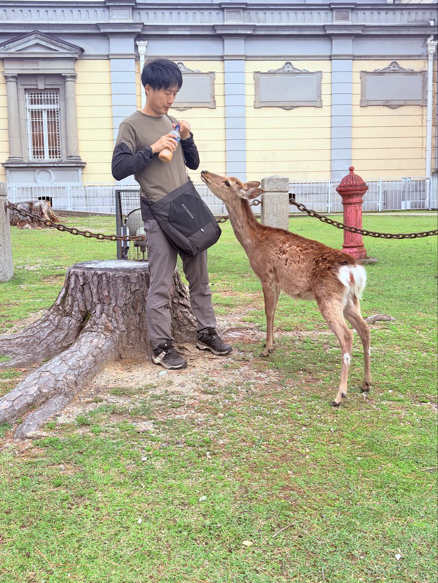 flor_enthus's tweet image. #Nara 🦌🦌

Spotted only a handful of “#Arigato” deer; most were trying to snatch food from tourists 😄