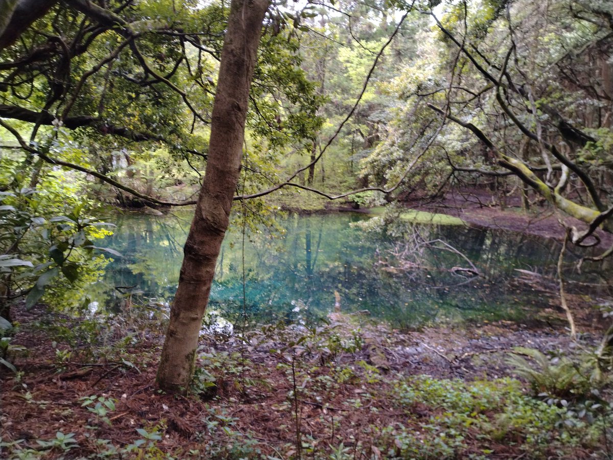 10pluto29's tweet photo. 大物忌神社の末社丸池様。
湧水で、水が本当にきれいです。
#山形
#大物忌神社
#丸池様 https://t.co/SBFJ9z2guB