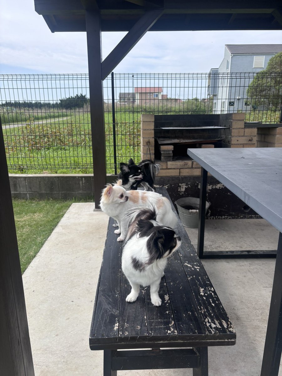 kukking10chansp's tweet image. GW初日はBeds and Dog run
サウナで整った後のBBQ🍖サイコー🍺もガンガンいただきましたよ♪

#犬旅
#チワワ
#dog
#バーベキュー