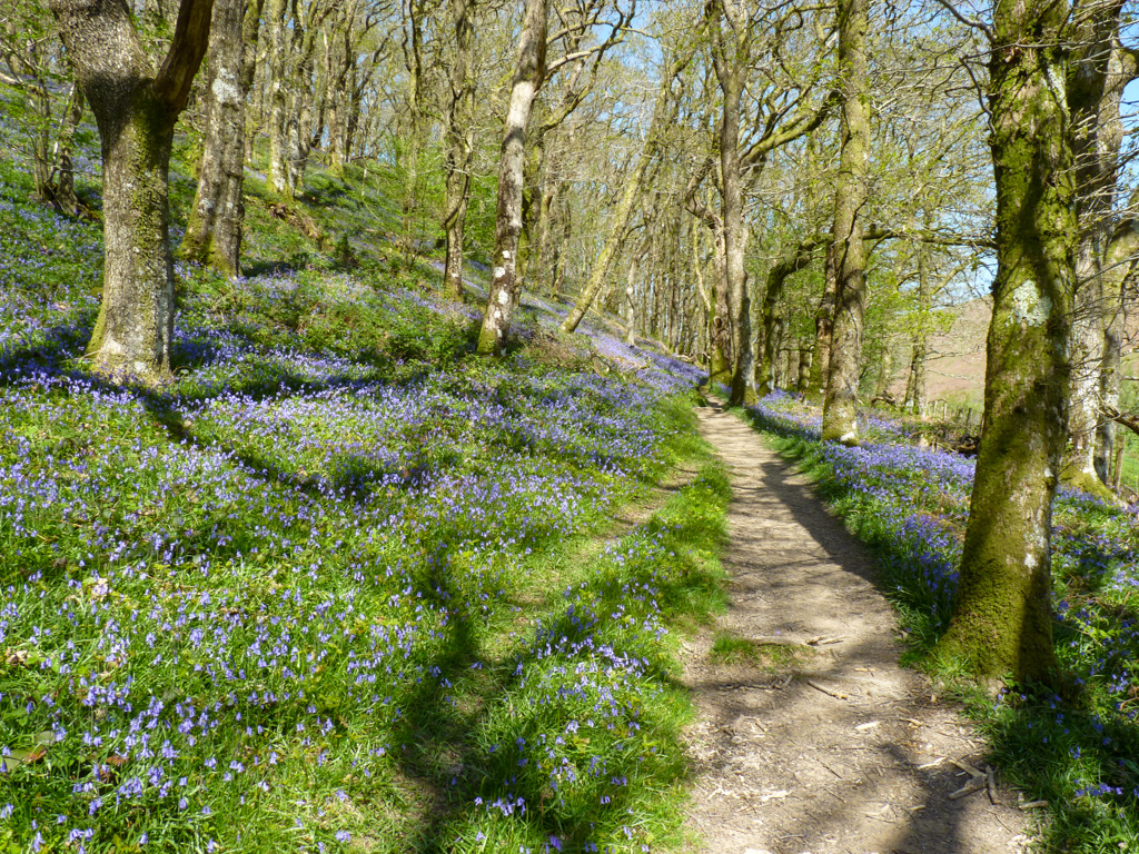 ItsYourWales's tweet image. What a paradise it is at Gwenffrwd Dinas RSPB reserve Rhandir-mwyn - bluebells, birdsong and a cuckoo calling says Pamela @Jones8Pamela with this lovely photo.  #Wales #WelshPassion
