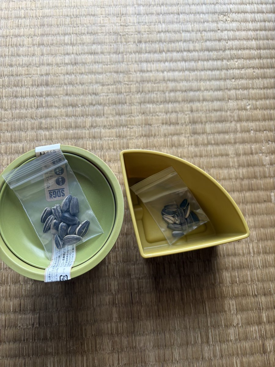 nmr272's tweet photo. 着々と🌻
あともう1つ大きめの鉢植え買おう🪴 https://t.co/fhH2OIiQln