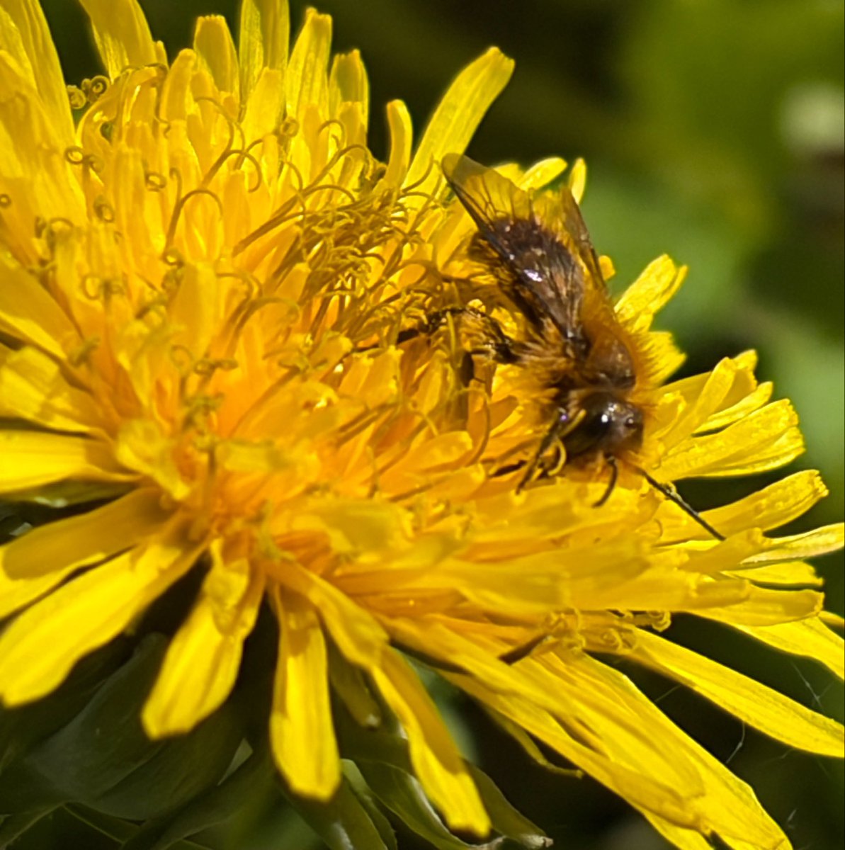 NorwaySkandin's tweet image. #insects #Wildbienen #bees #nature #Natur #garden #Garten #Insekten 
#flowers #Osmia #Frühling #spring #Frühjahr  

1/ Eine Mauerbiene der Gattung Osmia (?)🐝 sitzt auf einer Blüte von Löwenzahn🌼 und saugt Nektar.