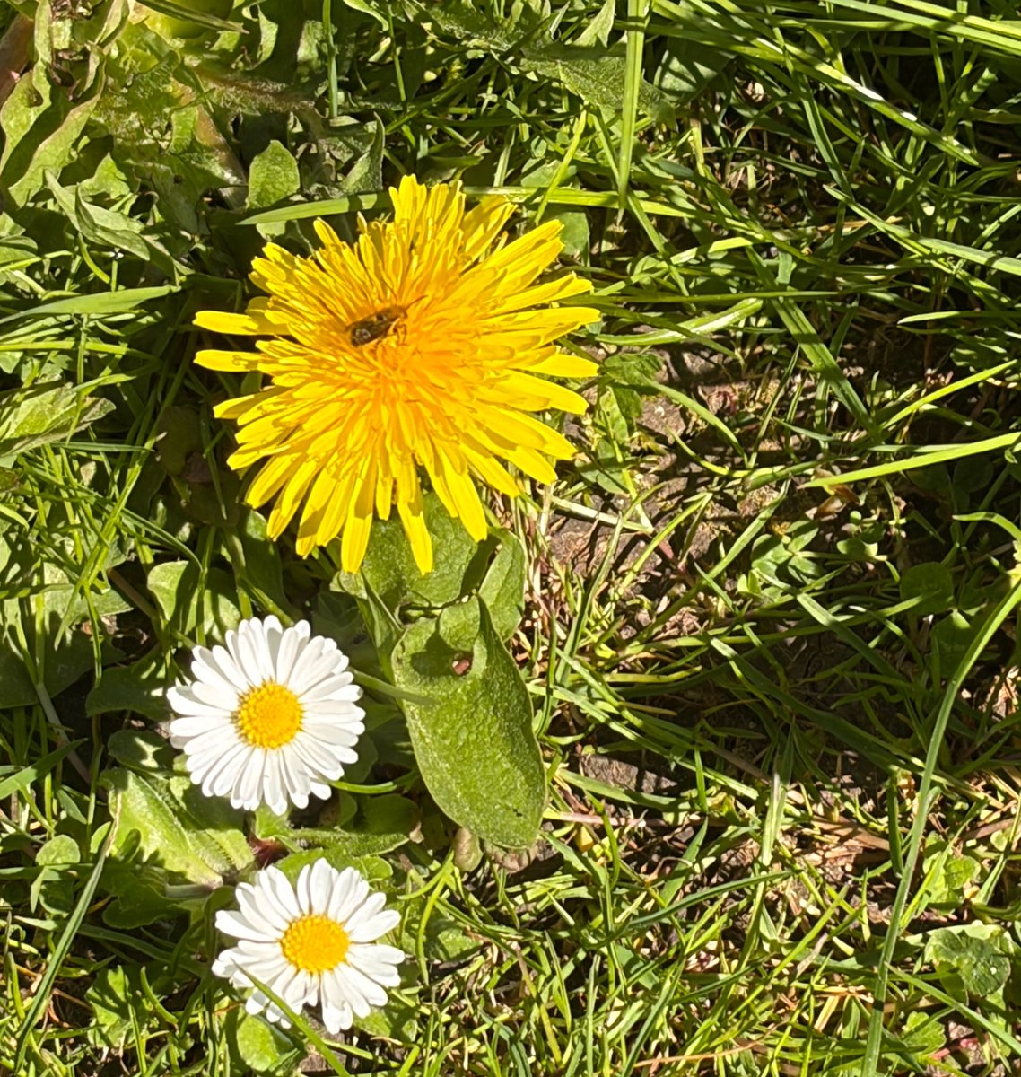 NorwaySkandin's tweet image. #insects #Wildbienen #bees #nature #Natur #garden #Garten #Insekten 
#flowers #Osmia #Frühling #spring #Frühjahr  

1/ Eine Mauerbiene der Gattung Osmia (?)🐝 sitzt auf einer Blüte von Löwenzahn🌼 und saugt Nektar.
