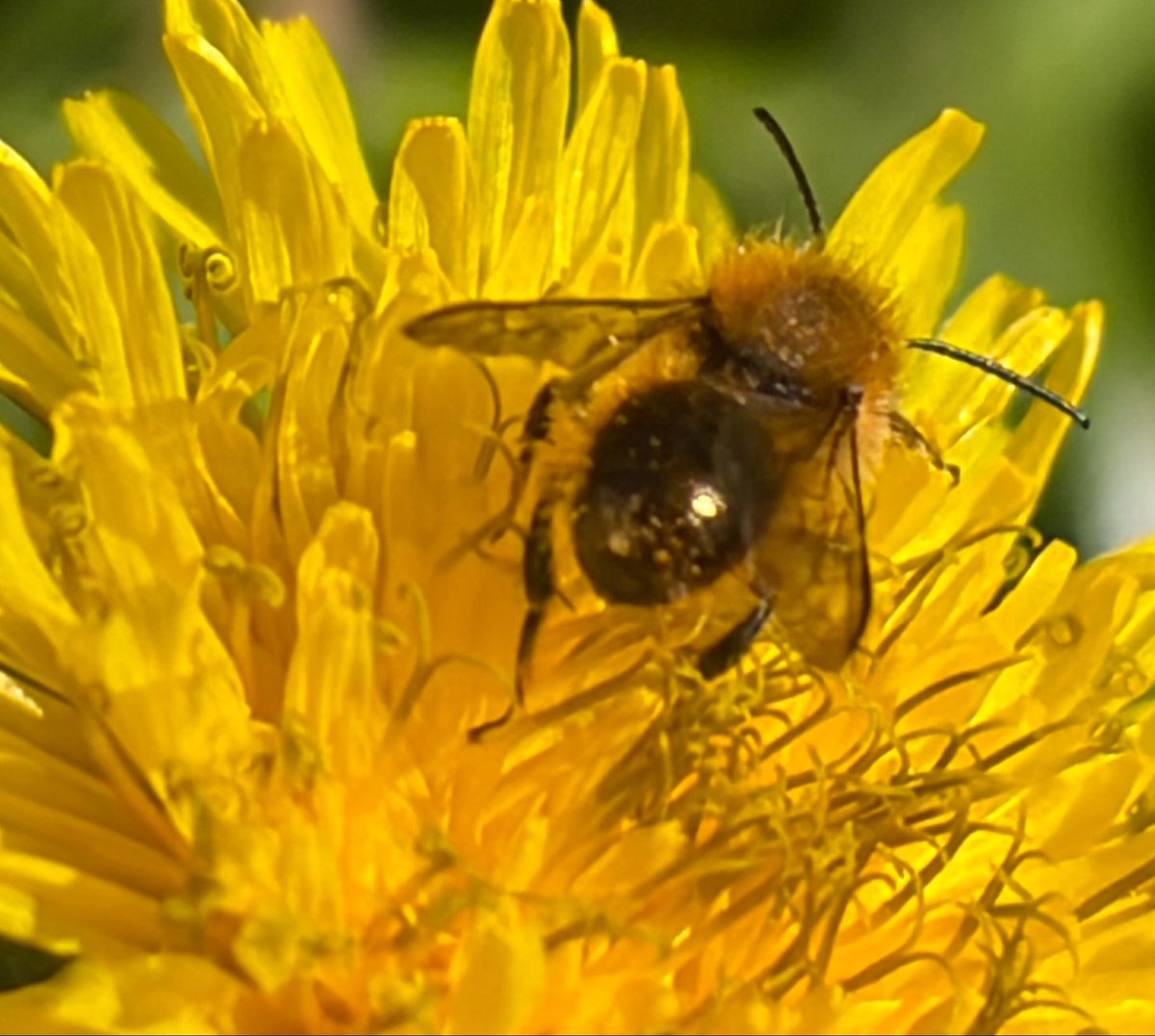 NorwaySkandin's tweet image. #insects #Wildbienen #bees #nature #Natur #garden #Garten #Insekten 
#flowers #Osmia #Frühling #spring #Frühjahr  

1/ Eine Mauerbiene der Gattung Osmia (?)🐝 sitzt auf einer Blüte von Löwenzahn🌼 und saugt Nektar.