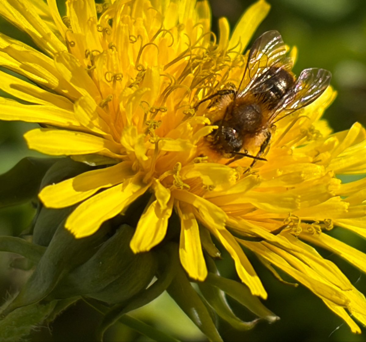 NorwaySkandin's tweet image. #insects #Wildbienen #bees #nature #Natur #garden #Garten #Insekten 
#flowers #Osmia #Frühling #spring #Frühjahr  

1/ Eine Mauerbiene der Gattung Osmia (?)🐝 sitzt auf einer Blüte von Löwenzahn🌼 und saugt Nektar.