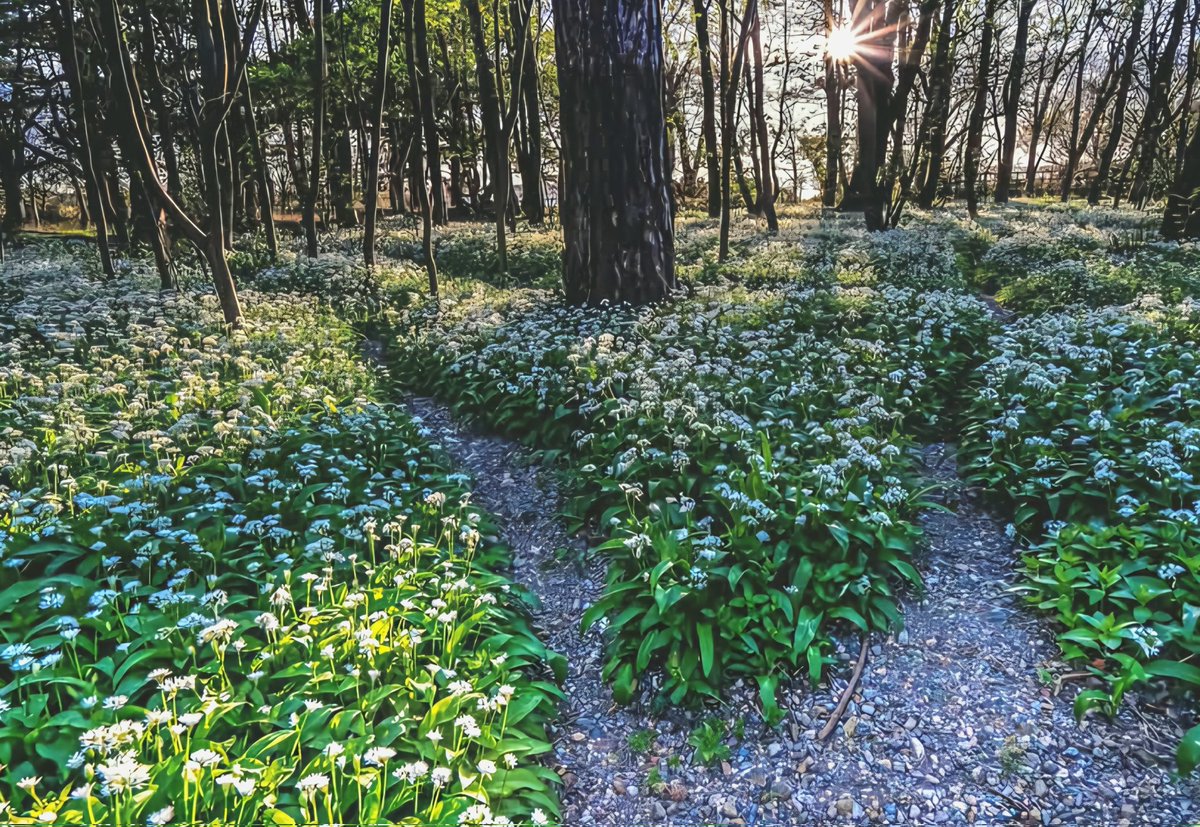 ItsYourWales's tweet image. Such a great time of year to explore the wonderful forests, woods and gardens of Wales. This courtesy 
@bleddyn123 of the Garlic Forest at Abergwygregyn, Gwynedd. #Wales #WelshPassion