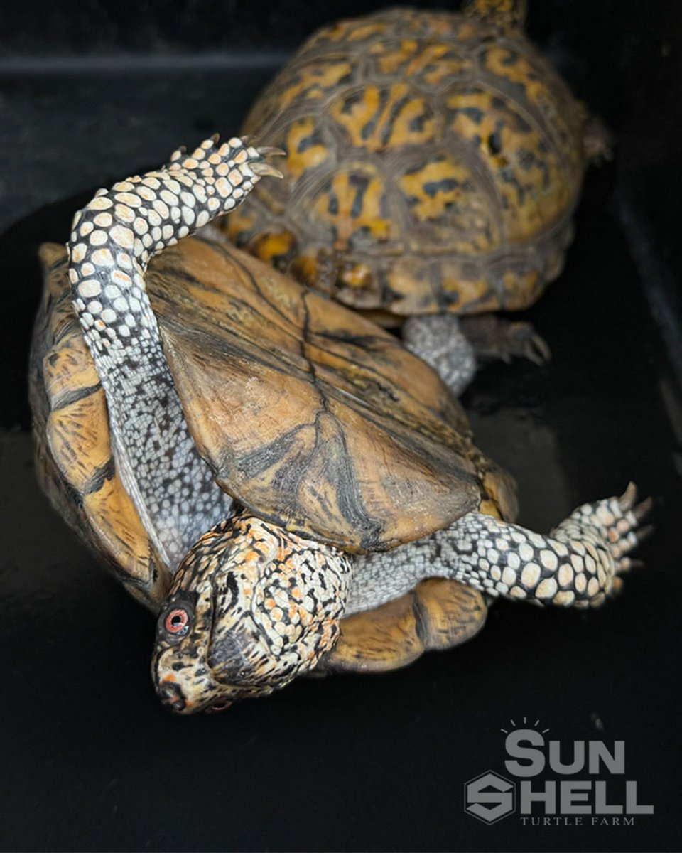 ビートル様　ホリダ・コブラ・ワニガメ A giant alligator snapping turtle swallows a large number of