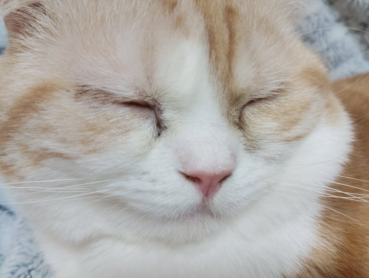 ど・アップにゃんฅ⁠^⁠•⁠ﻌ⁠•⁠^⁠ฅ◖⁠⚆⁠ᴥ⁠⚆⁠◗♡