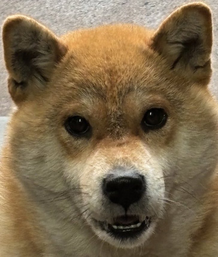 【公文式】野生のポメラニアン　カナちんwith進次郎 tweet media