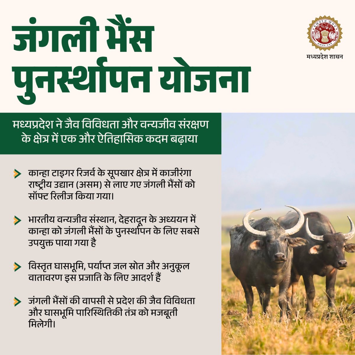 environment_mp's tweet image. कान्हा में लौटा जंगली भैंसों का गौरव🌿

मध्यप्रदेश का ऐतिहासिक कदम, कान्हा में जंगली भैंसों की वापसी से मजबूत होगा पारिस्थितिकी तंत्र।

#Biodiversity #wildbuffalo #KanhaNationalPark