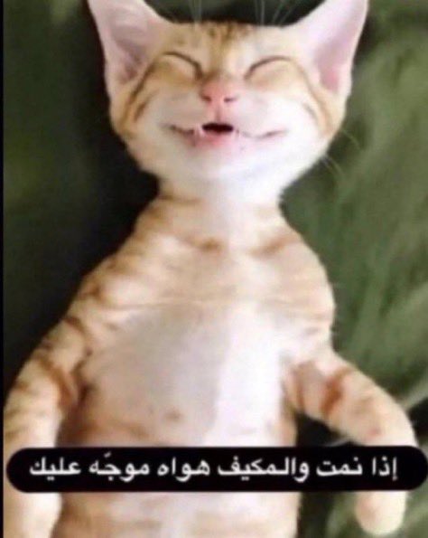 Majed tweet media