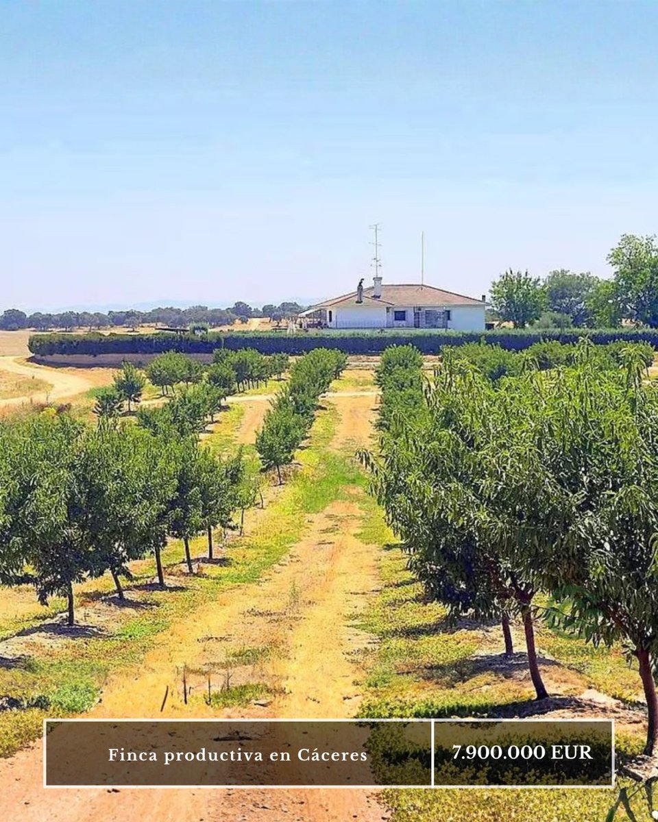 Cocampo_com's tweet photo. 🌿 Finca agrícola en Cáceres
🌳 150 ha con 10 parcelas contiguas
🌰 Cultivos de almendro, nogal y olivar
💧 Riego por goteo y abundante agua
🚜 Naves y maquinaria
🏡 2 viviendas dentro de la finca
🚛 Excelentes accesos y logística
💶 7.900.000 €
https://t.co/jSVADSppgF
#enventa https://t.co/ej7GG9xAv2