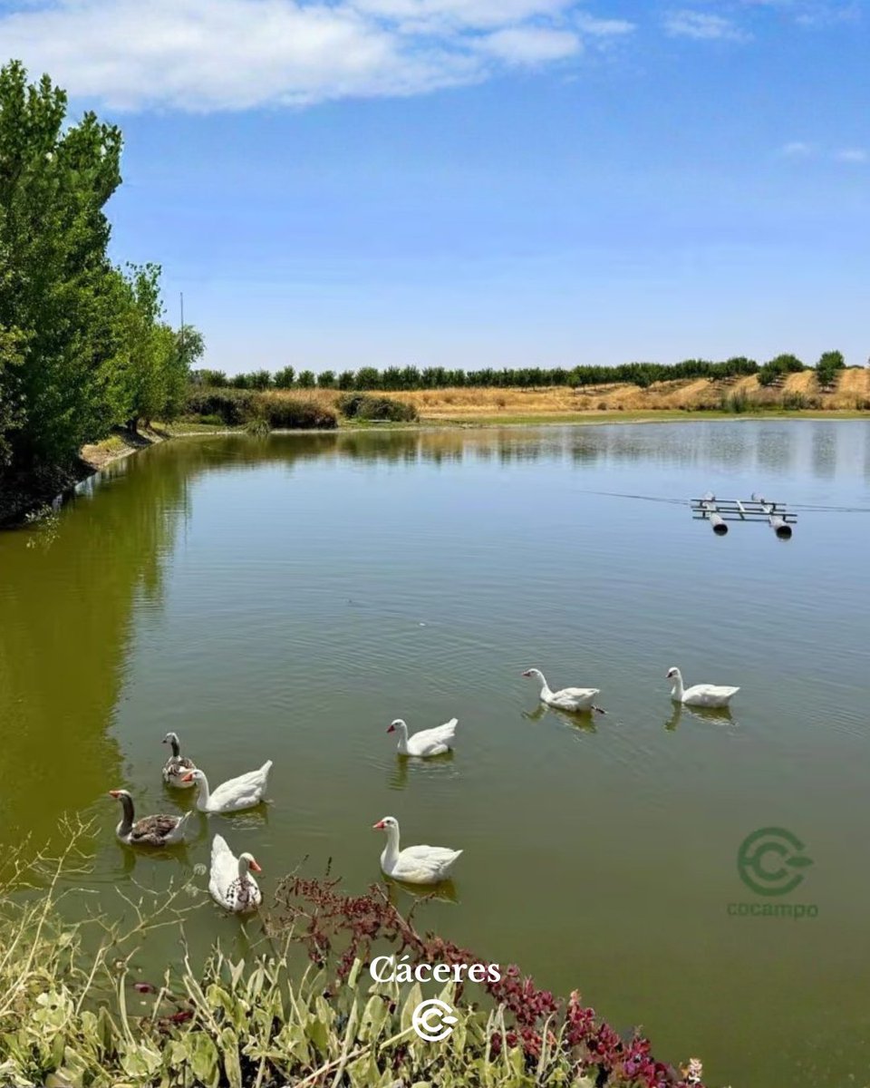 Cocampo_com's tweet photo. 🌿 Finca agrícola en Cáceres
🌳 150 ha con 10 parcelas contiguas
🌰 Cultivos de almendro, nogal y olivar
💧 Riego por goteo y abundante agua
🚜 Naves y maquinaria
🏡 2 viviendas dentro de la finca
🚛 Excelentes accesos y logística
💶 7.900.000 €
https://t.co/jSVADSppgF
#enventa https://t.co/ej7GG9xAv2