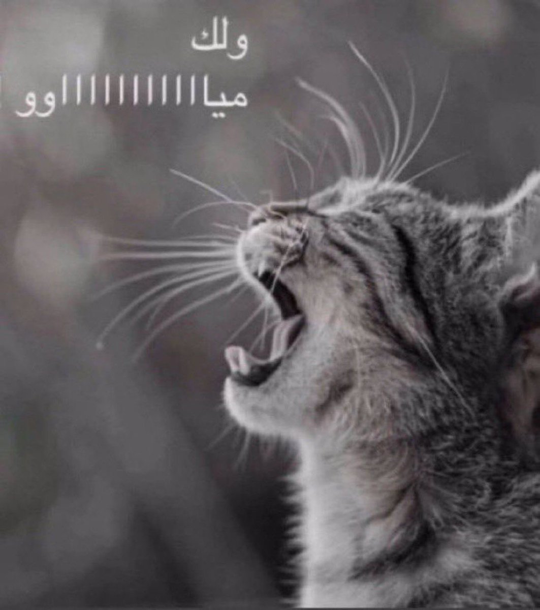 .. tweet media