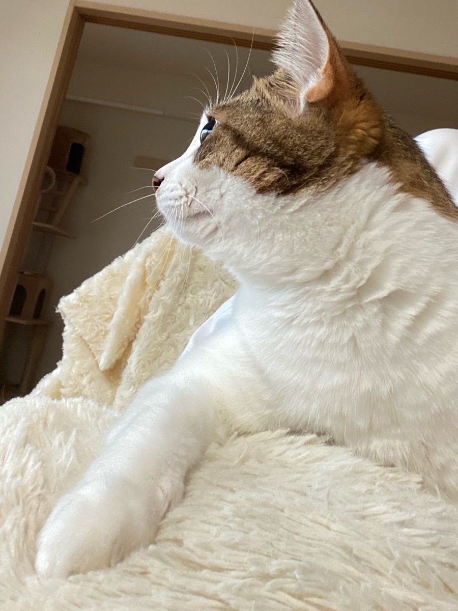 きーふぁ tweet media