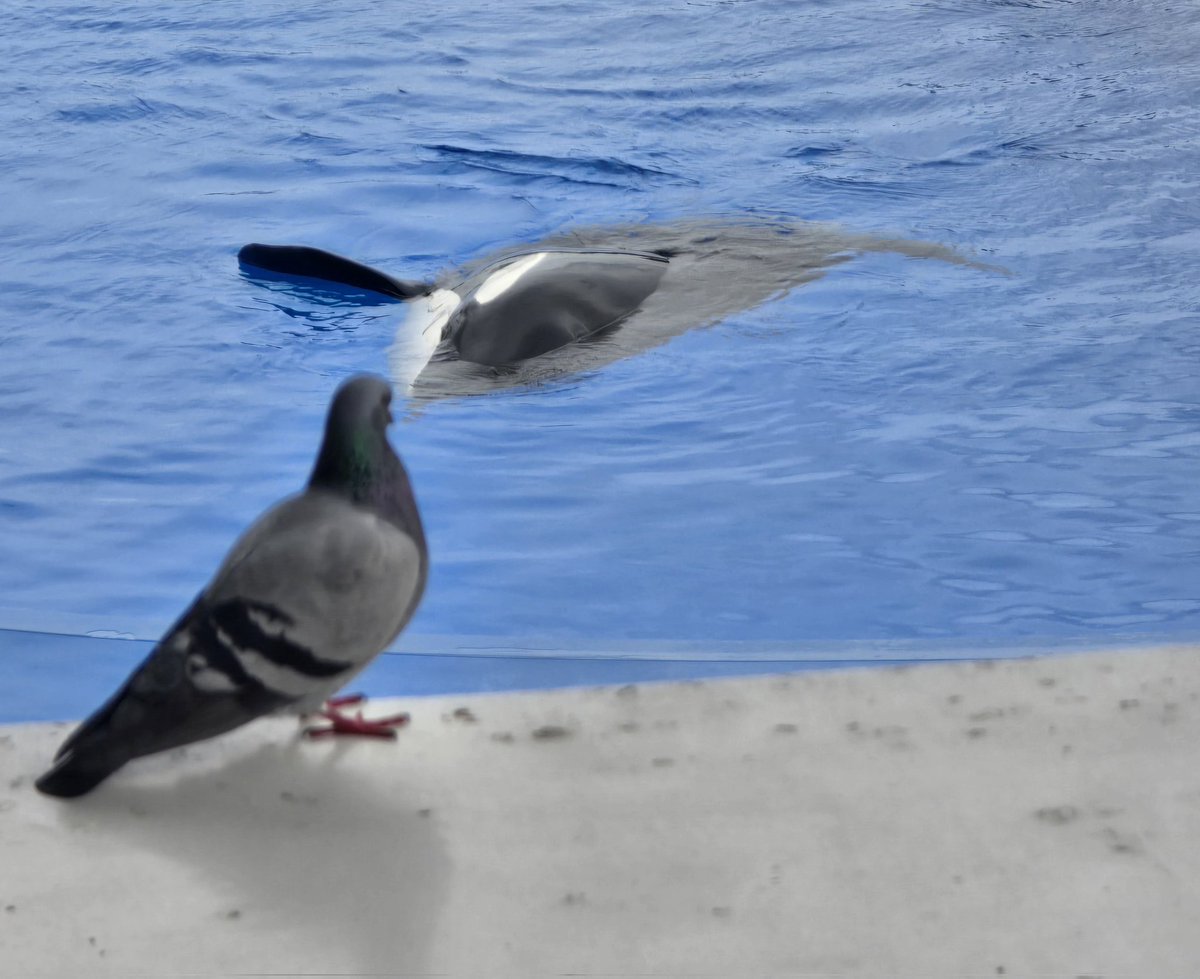 心流Kokor͜͡u tweet media
