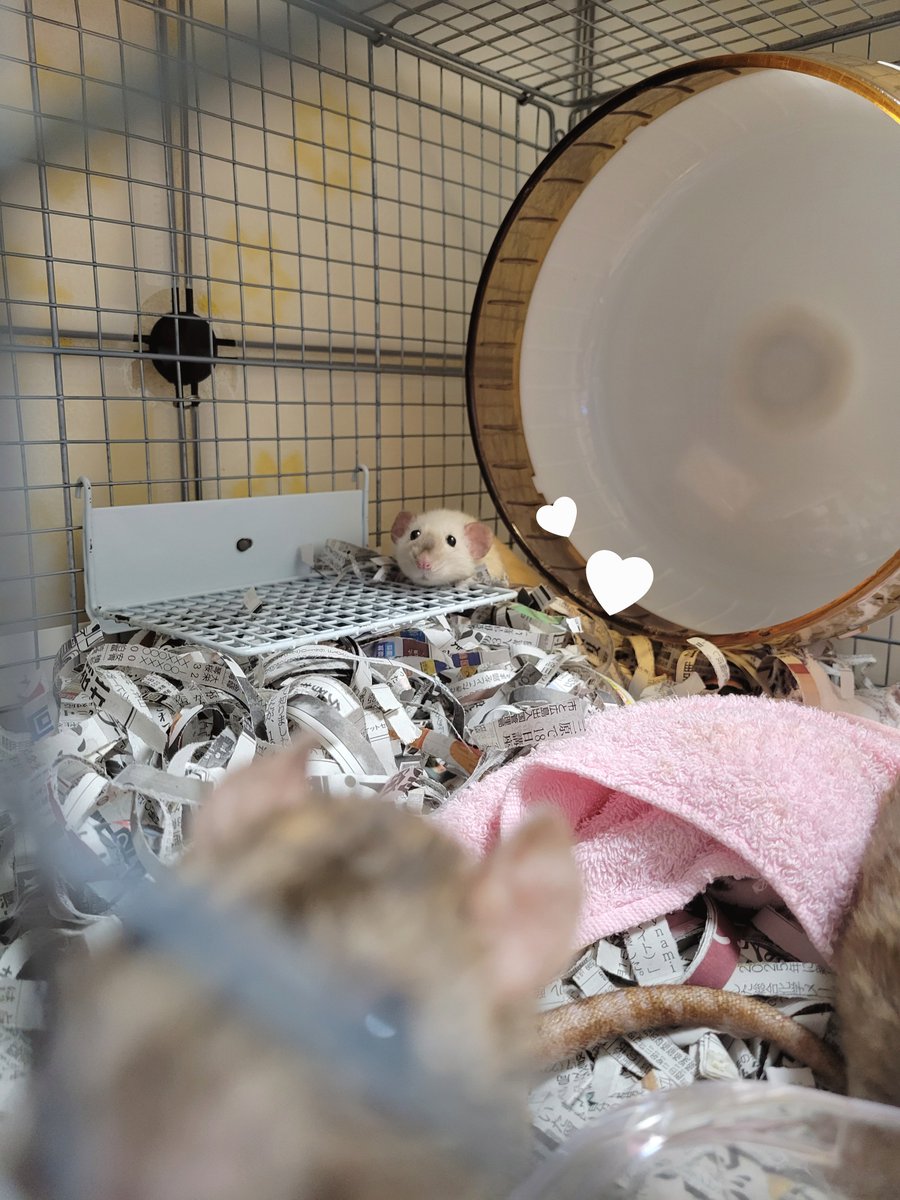 そのさん🐹 tweet media
