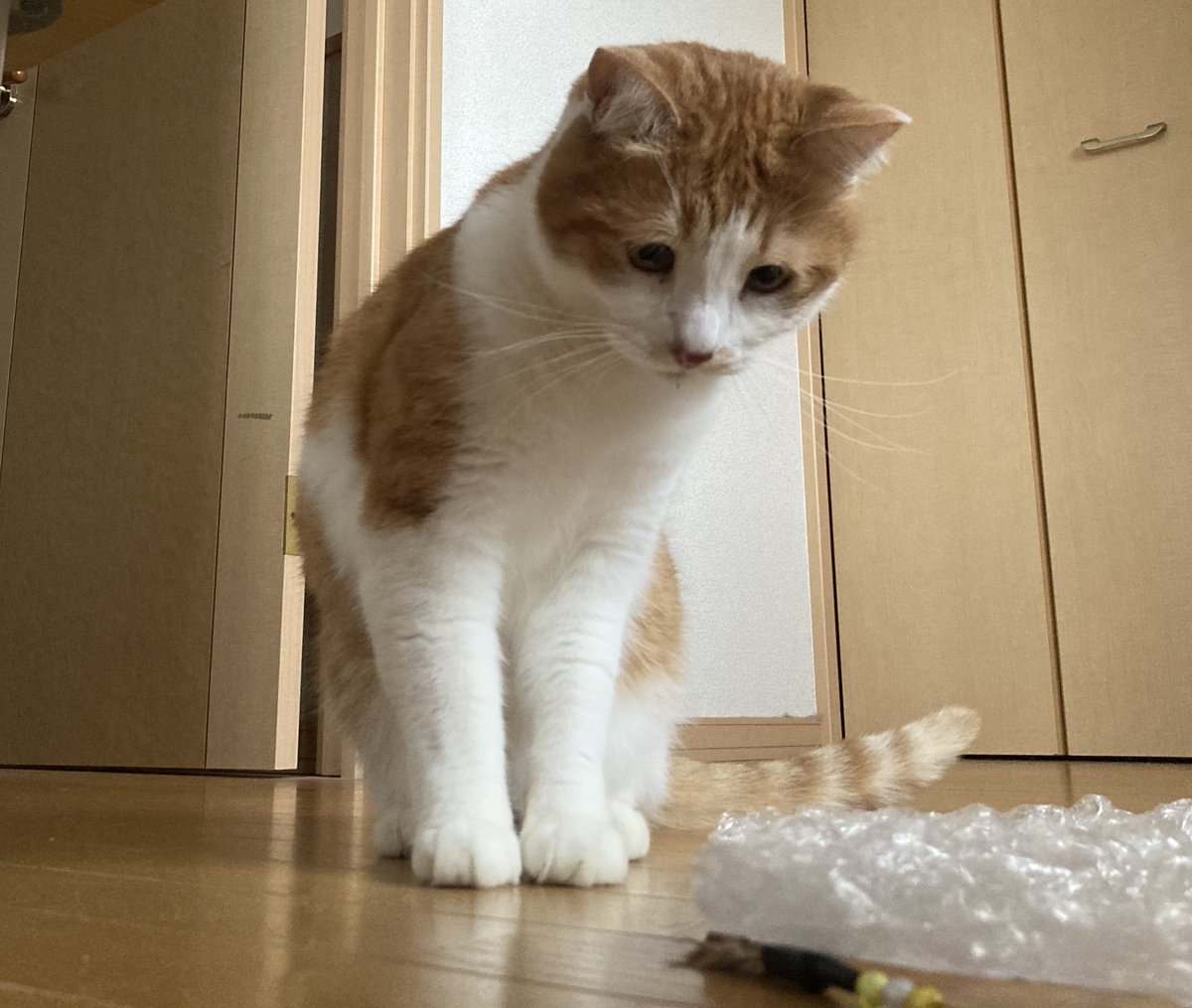 にゃらしページ みっけたニャ〜 ! 🐾 #猫じゃらし