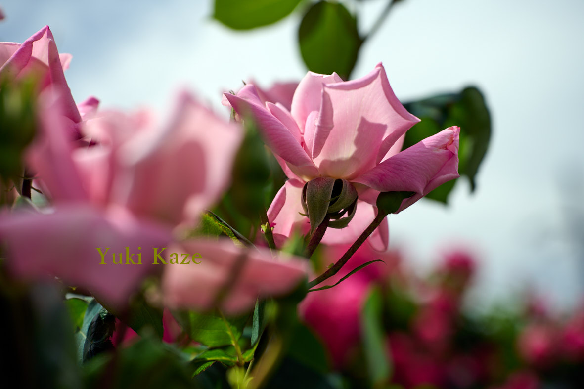 sz0701k's tweet image. こんにちは！🍷

今日も薔薇の写真を撮りに。

あまりの風の強さに薔薇さんは🌹
しなやかに　Dance！Dance！Let's go💃

薔薇さんが休憩中、撮れたのが下記🕺

明日、首都圏の最高気温は6℃下がる
みたいです。気を付けてください😊

では！🫒🛀⛱️

#Colors #RosePhotography #RoseLovers