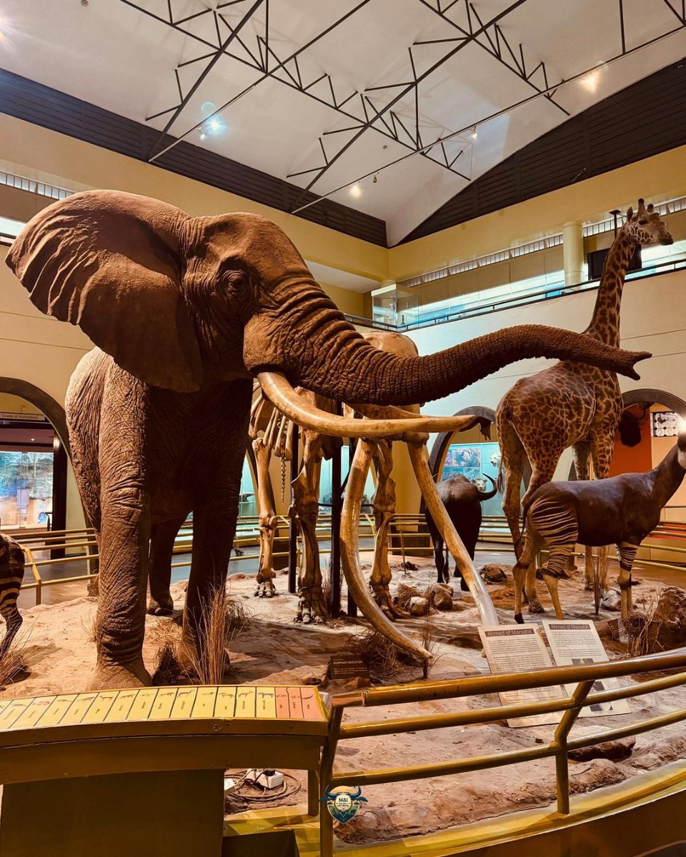 MItourstravel's tweet image. 📍 Exploring Kenya’s rich heritage at the Nairobi National Museum 🇰🇪
Step into history, travel with purpose  book with us for immersive cultural tours. 🎨
| 📲+254 727 251 715 / +254 721 909 866 |
| 📧 manditoursandtravel1@gmail.com |

#kenya #culture #nairobi #travel #africa