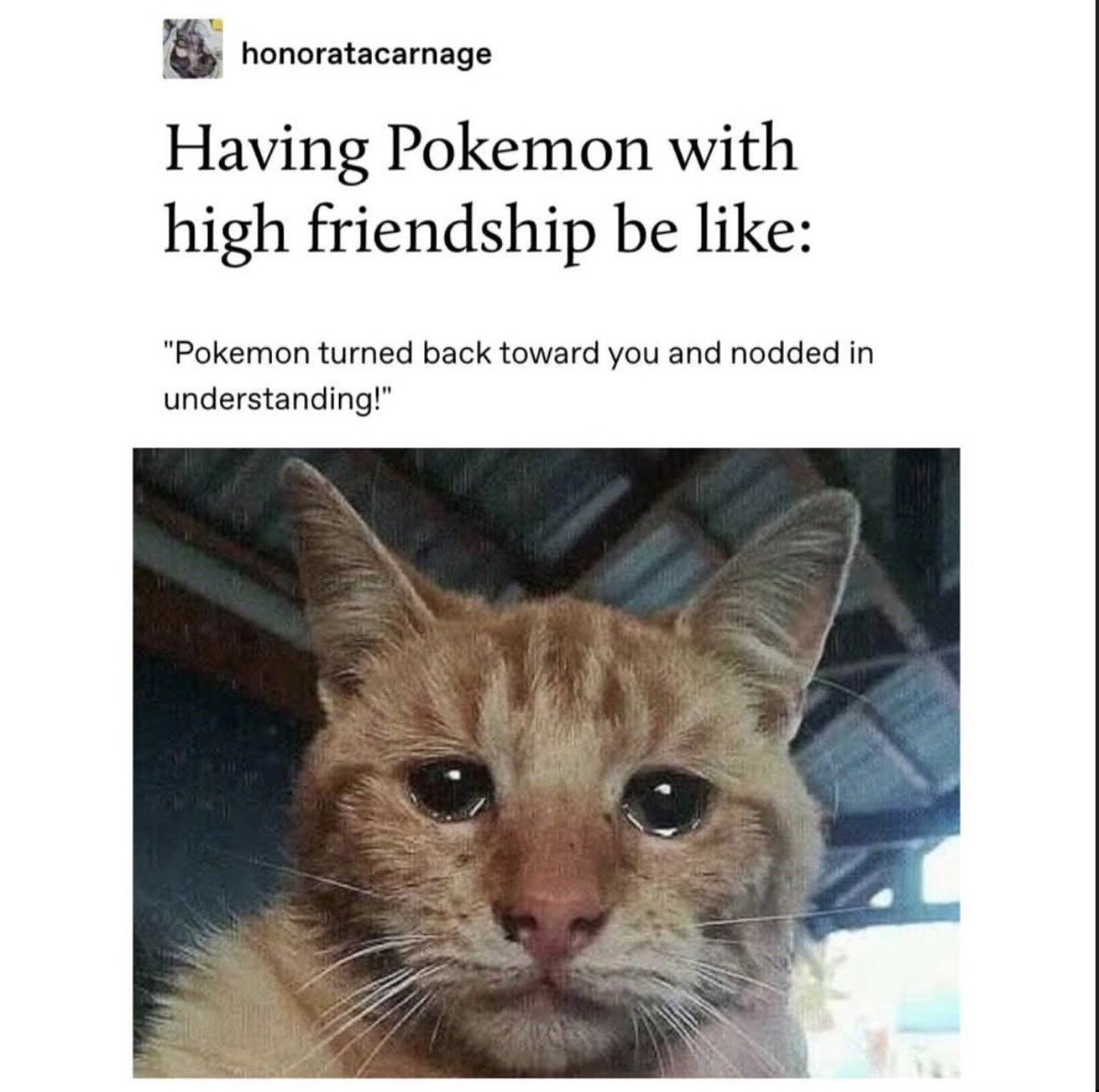 Pokémon Daily tweet media