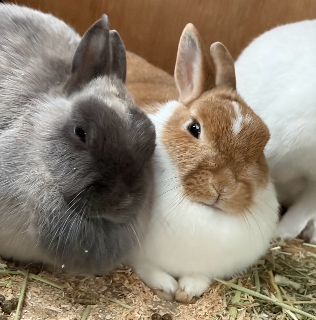 お手々ないないのつみれちゃんと、ちょこっとお手々を出すロコちゃん🐰
どちらも可愛いですね😍

今日も楽しい一日でした♪

＊牧歌の里　＊ウサギ
