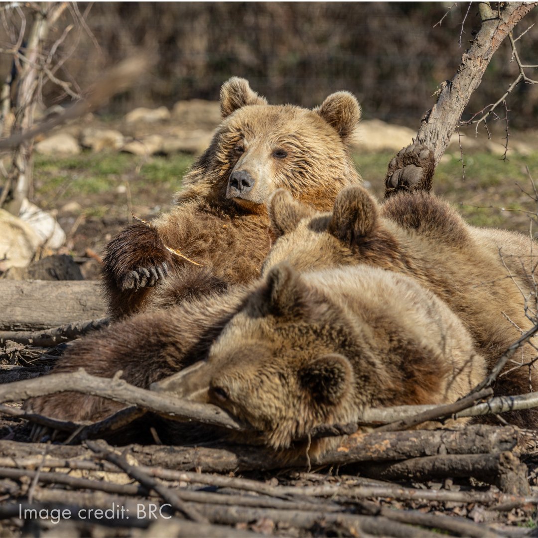 World Animal Protection UK tweet media