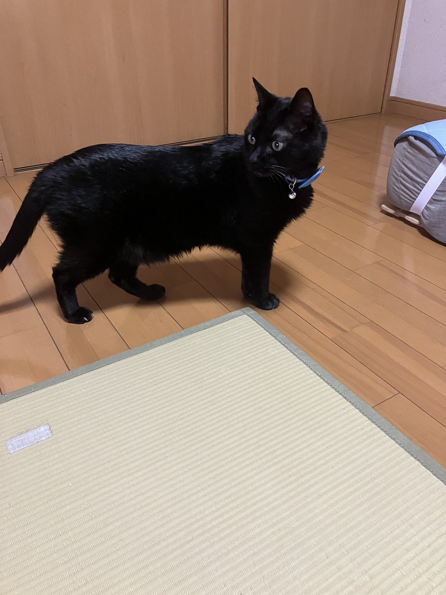 かわうそ tweet media