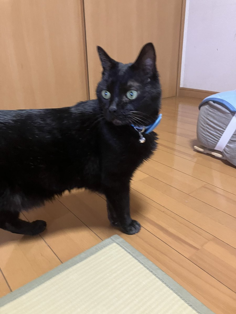 かわうそ tweet media