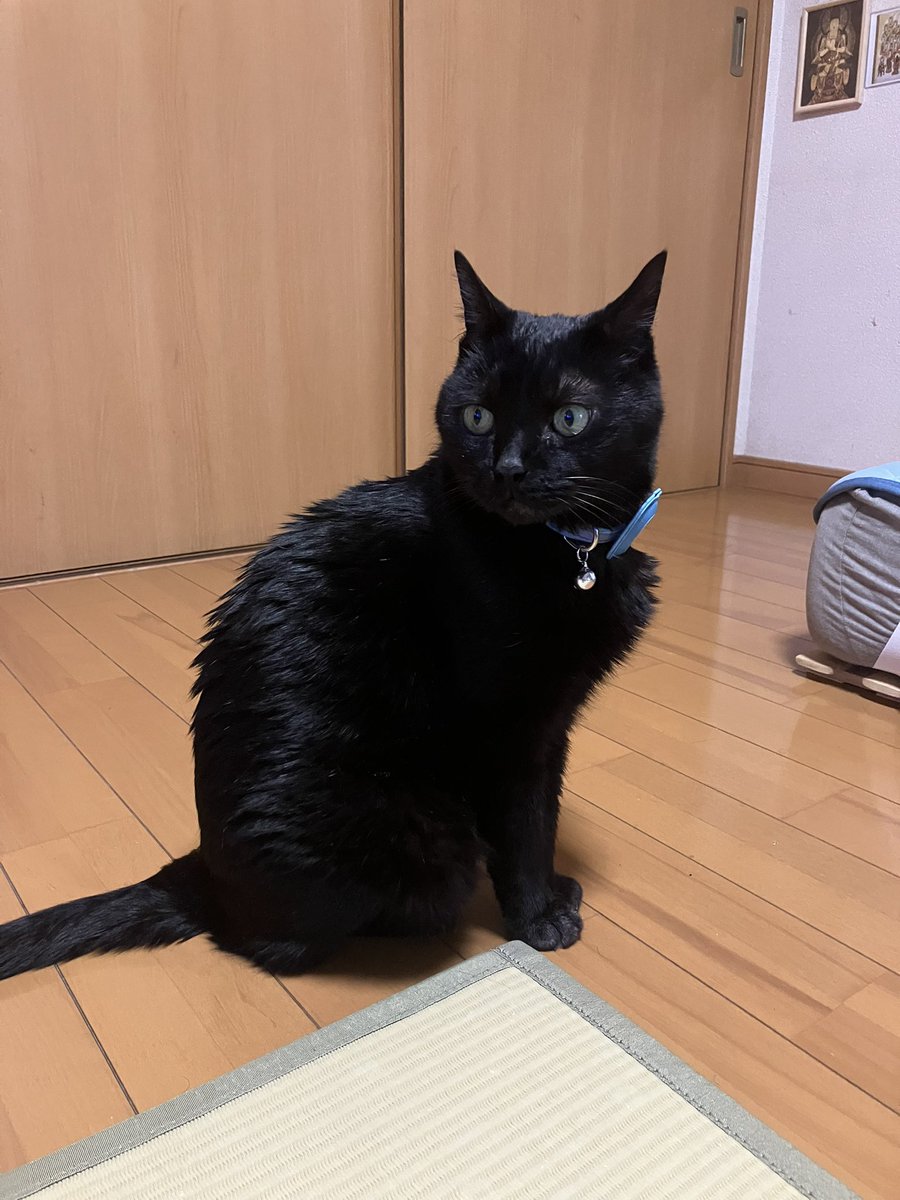 かわうそ tweet media