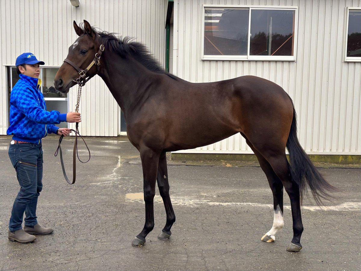horsegarden2011's tweet photo. UFFレーシングクラブさんで育成中の生産馬ララアウローラに会ってきました！
調教も順調に進んでいるようでデビューが楽しみです😊

#ララアウローラ
#ララフォーナ24
#グローリーヴェイズ産駒 https://t.co/1IKSxksY1L